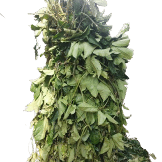 Ugwu (Fluted Pumpkin Leaves)