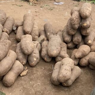 Yam - 12pcs (1 Dozen)