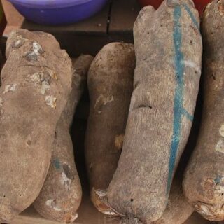 Yam (big) - 100 --- pieces