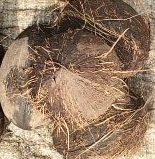 Coconut - In group of 4