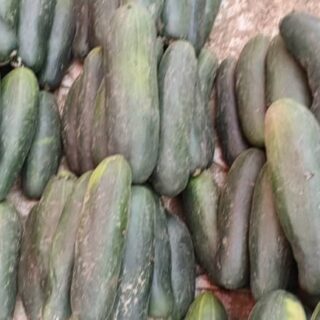 Cucumber - Small - in group of 10