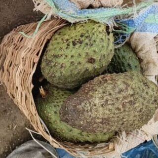 Soursop 2
