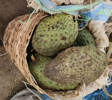 Soursop 2
