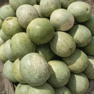 Watermelon - In group of 50 (Abuja)