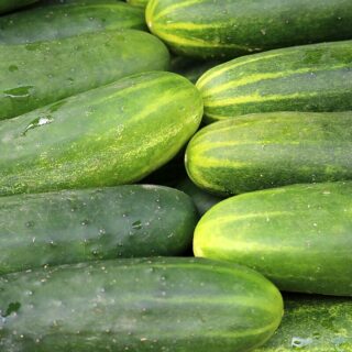 Cucumber for sale